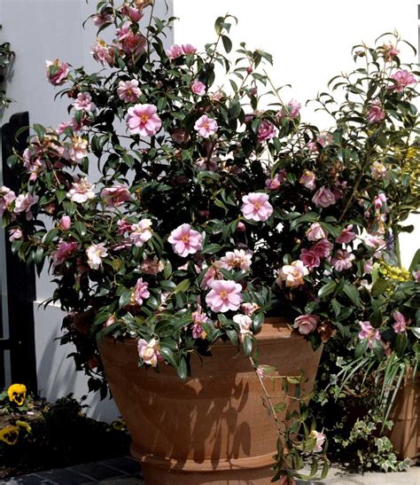 Come Piantare Camellia Japonica In Un Contenitore